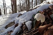 01 Sul sentiero per il Gherardi neve ed ellebori in fiore